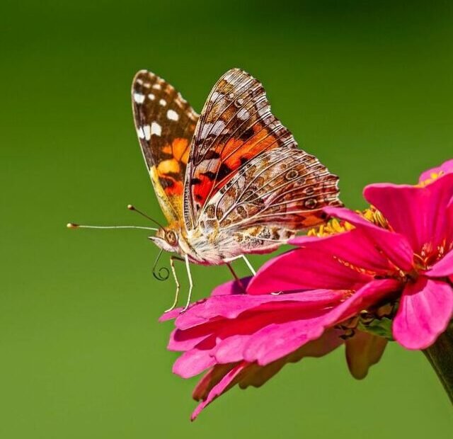 Butterfly Anatomy: Everything You Need to Know