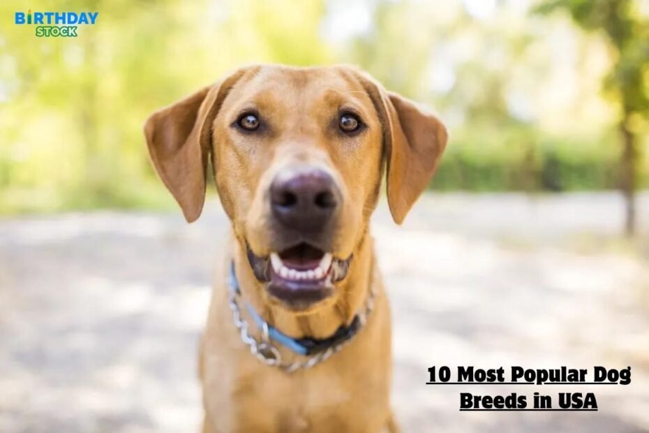 10 Most Popular Dog Breeds in USA